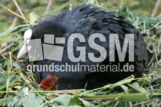 Blässhuhn-4 119.jpg